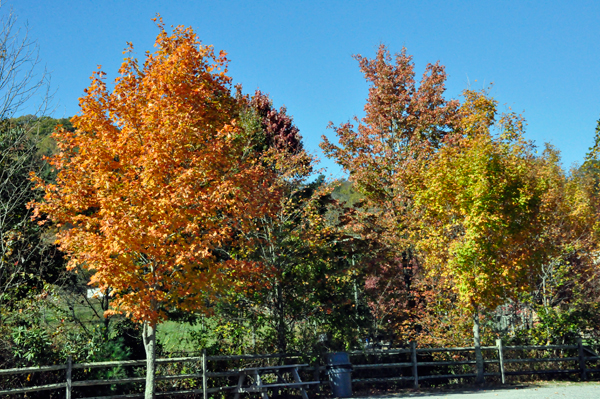 fall foliage